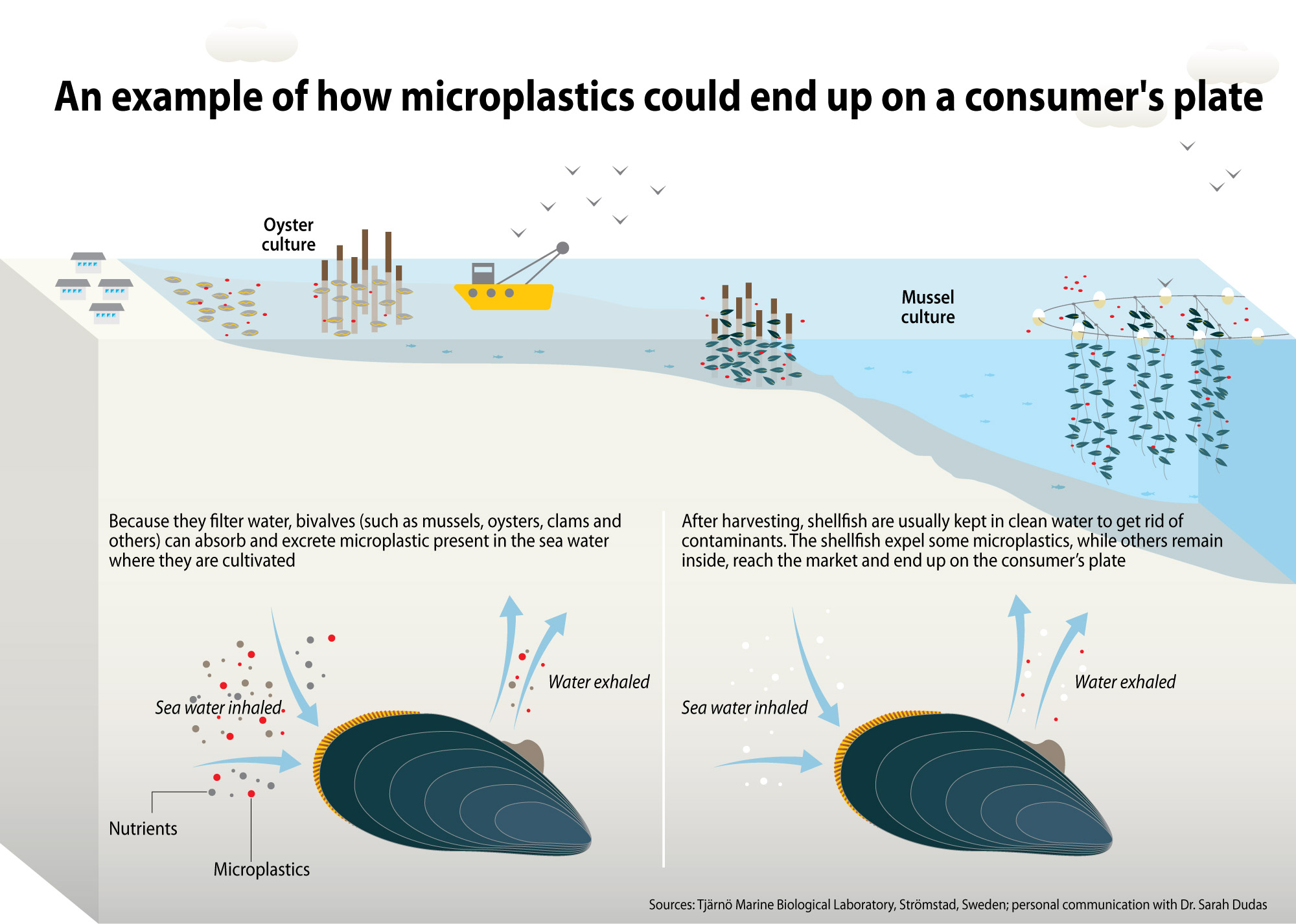 source diagram of microplastics in marine environments